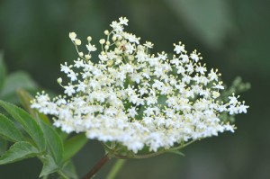 flader
